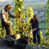 Restaurant Weingut Martin Conrad - Brauneberger Hof in Brauneberg (Rheinland-Pfalz / Bernkastel-Wittlich)]