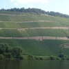 Restaurant Weingut Martin Conrad - Brauneberger Hof in Brauneberg