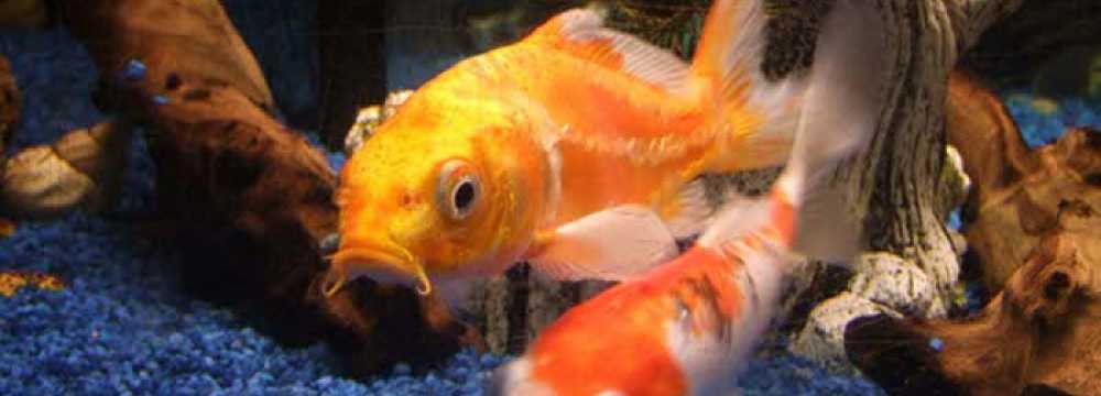 Japan & China Restaurant GINZA  in Reutlingen