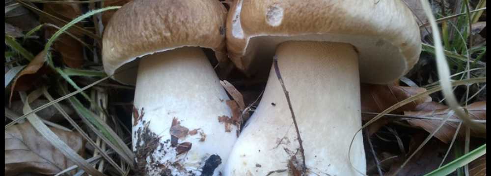 Bruno der Butler in Eningen u. Achalm