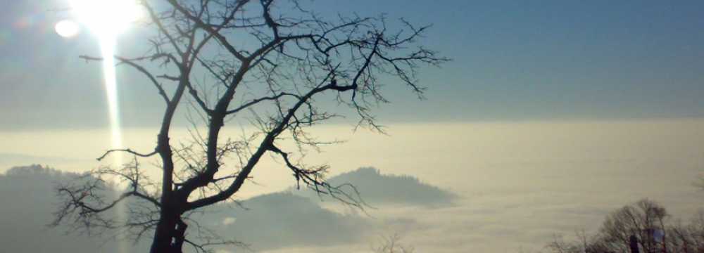 Gr�ner Baum - Brandmatt in Sasbachwalden