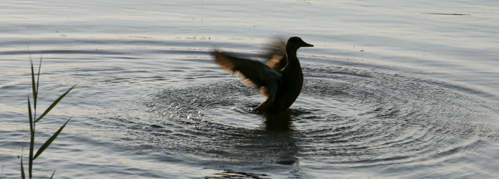 Haus am See * Hafenkneipe in Neubrandenburg