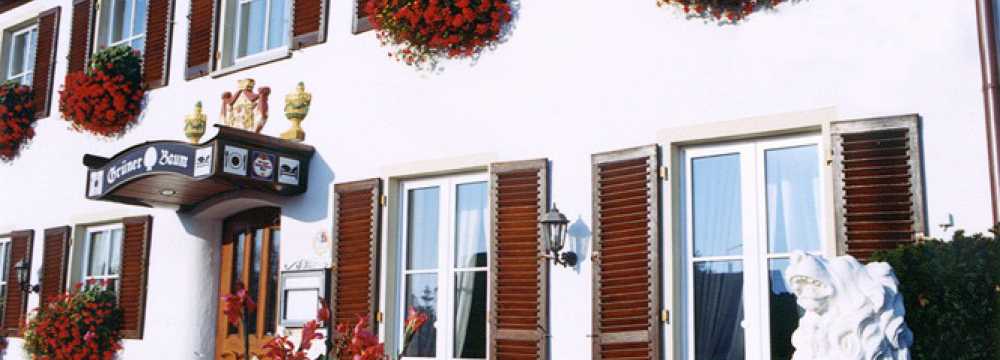 Gr�ner Baum in Unterschneidheim