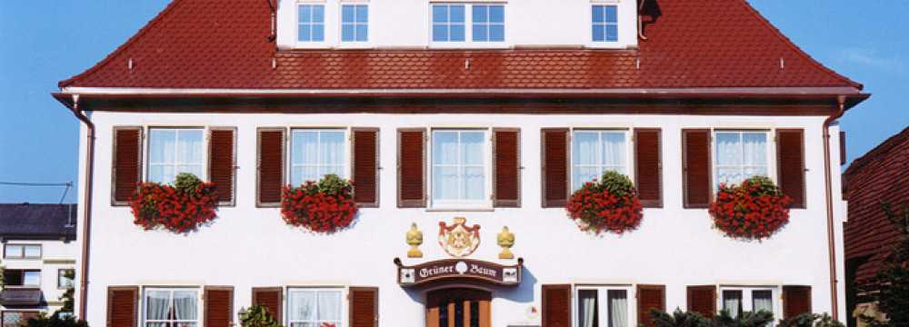 Gr�ner Baum in Unterschneidheim