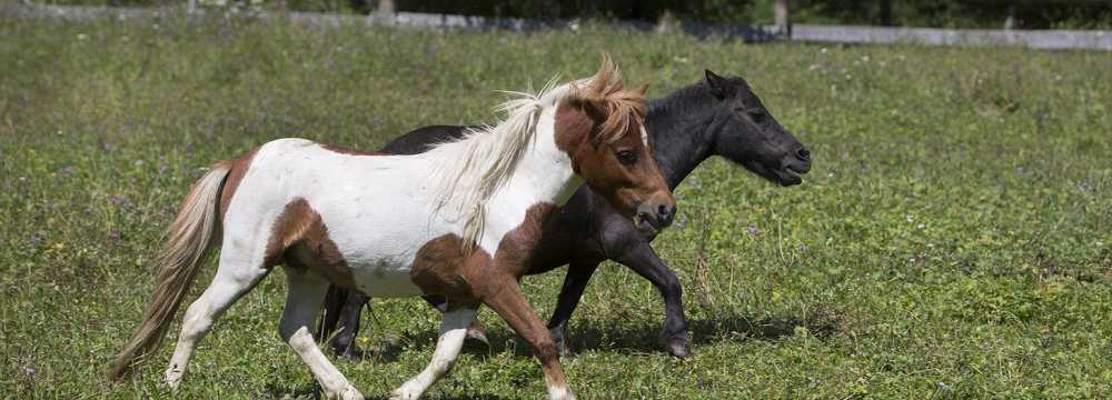 Waldschenke in Sch�mberg