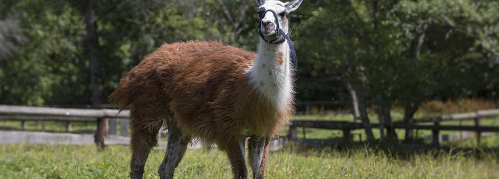 Waldschenke in Sch�mberg