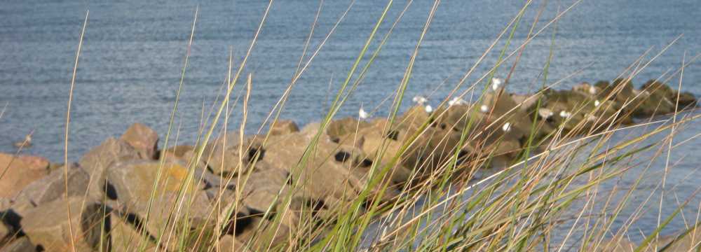 Filou in Sch�nberger Strand 