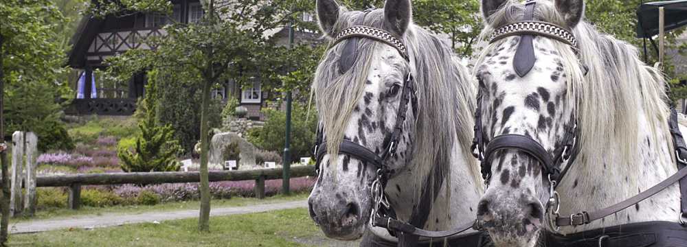 Underloher Hof in Undeloh