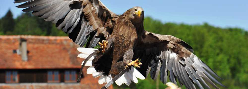 Burg Guttenberg Gastro GmbH in Ha�mersheim