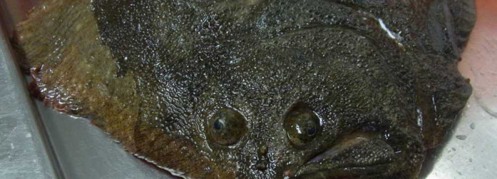 Hotel & Restaurant Schlei-Liesel in G�by