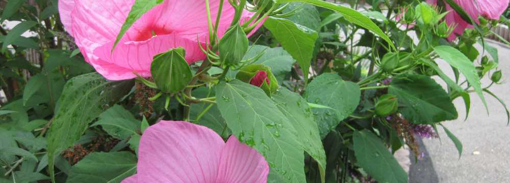 Hotel Cafe Drei Tannen in Calw