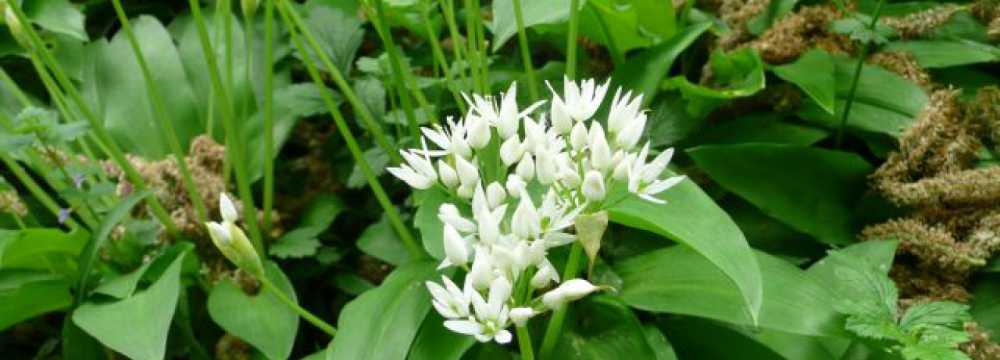 Almenstein ...bei UPS - das kleine Gasthaus in Heiligkreuzsteinach Vorderheubach