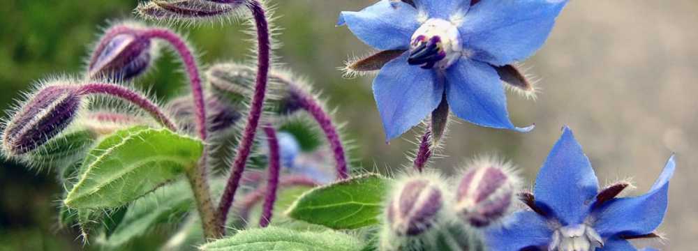Almenstein ...bei UPS - das kleine Gasthaus in Heiligkreuzsteinach Vorderheubach