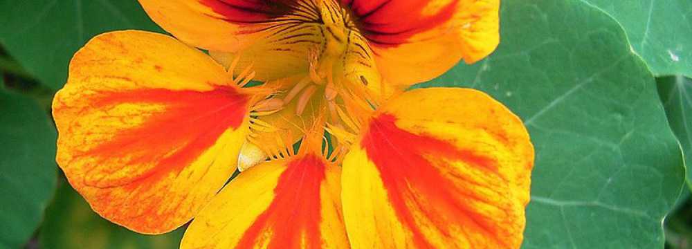 Almenstein ...bei UPS - das kleine Gasthaus in Heiligkreuzsteinach Vorderheubach