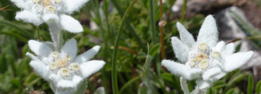 Restaurant Sonnenkeller in Oberstdorf