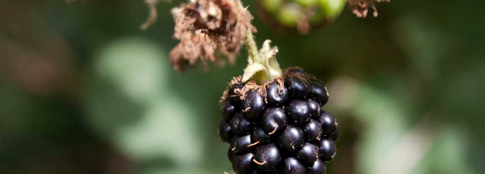 Gl�cksquell in Bovenau