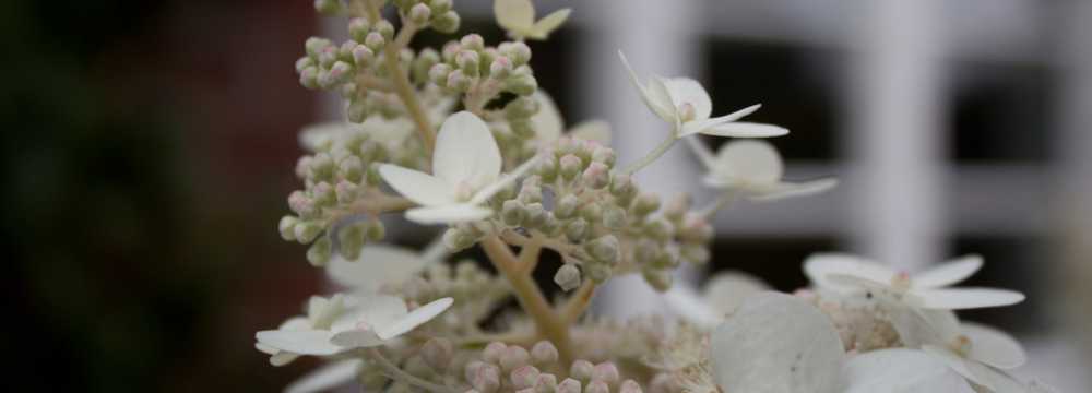 Gl�cksquell in Bovenau