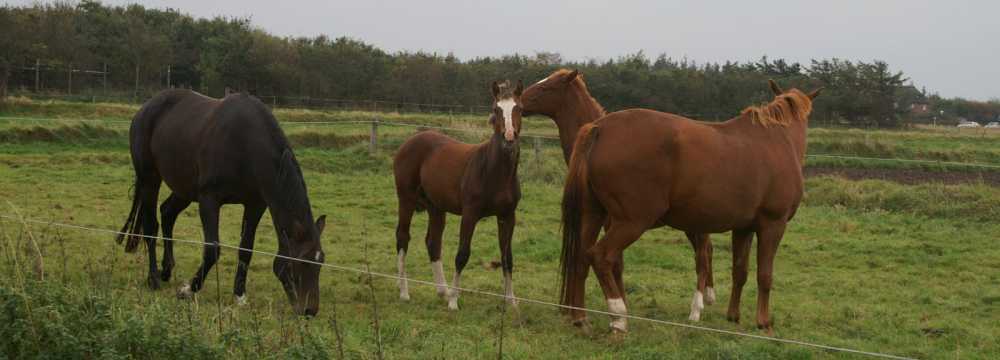 Restaurant Hennigs  in Utersum