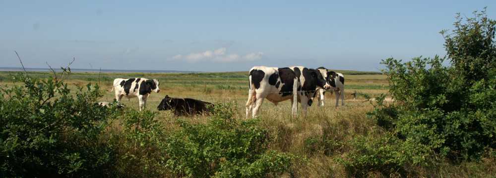 Restaurant Hennigs  in Utersum
