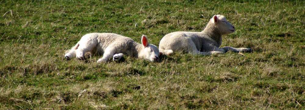 Restaurant Hennigs  in Utersum