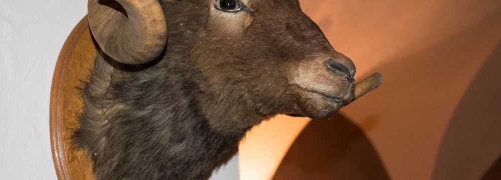 Schankwirtschaft 'Zur Schwarzen Kunst' in G�rlitz