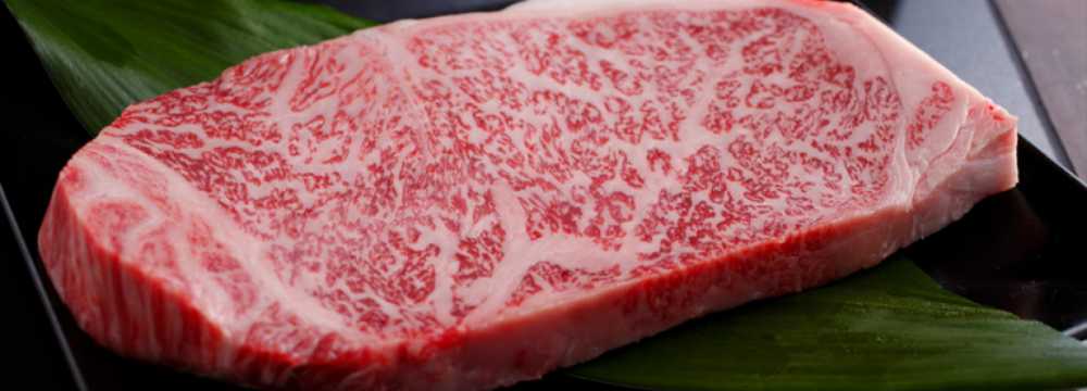 Toro Grosso GmbH in Magdeburg