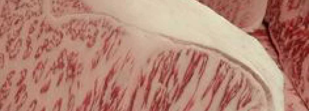 Toro Grosso GmbH in Magdeburg