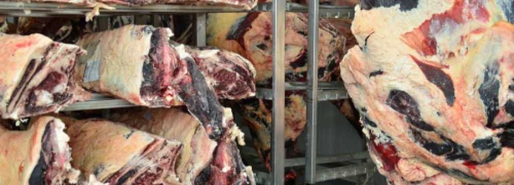 Toro Grosso GmbH in Magdeburg