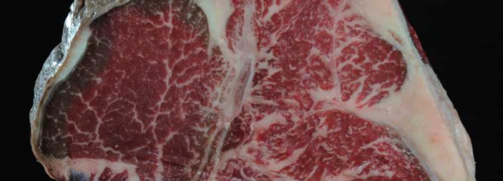 Toro Grosso GmbH in Magdeburg