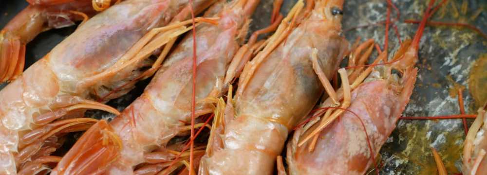 Gallo Pazzo in M�nchen