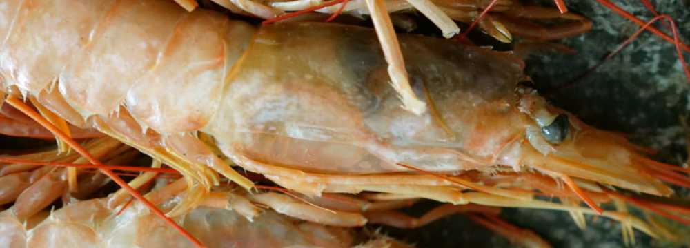 Gallo Pazzo in M�nchen