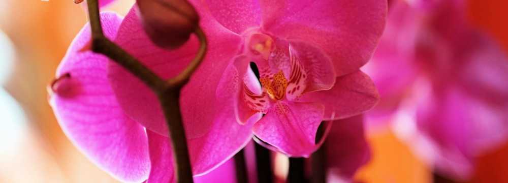 Karma Restaurant Berlin in Berlin