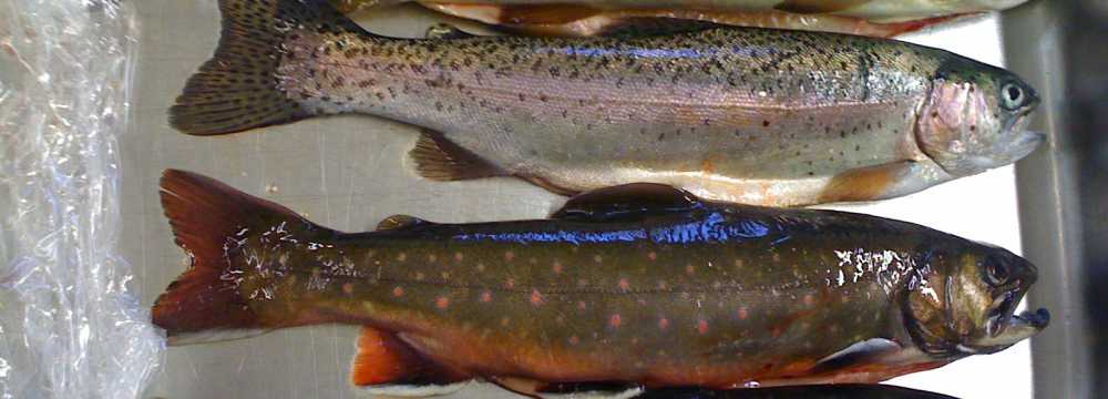 Klostergasthof Raitenhaslach in Burghausen