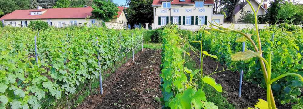 Hotel & Restaurant Annaberg in Bad D�rkheim