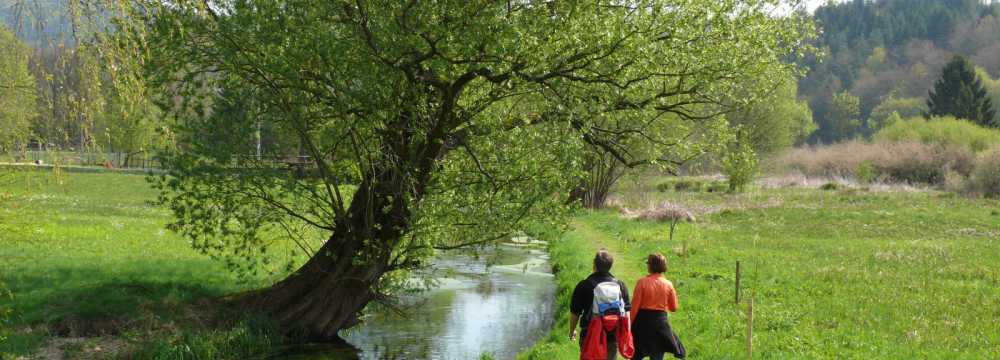 Blick zum Maimont in Ludwigswinkel