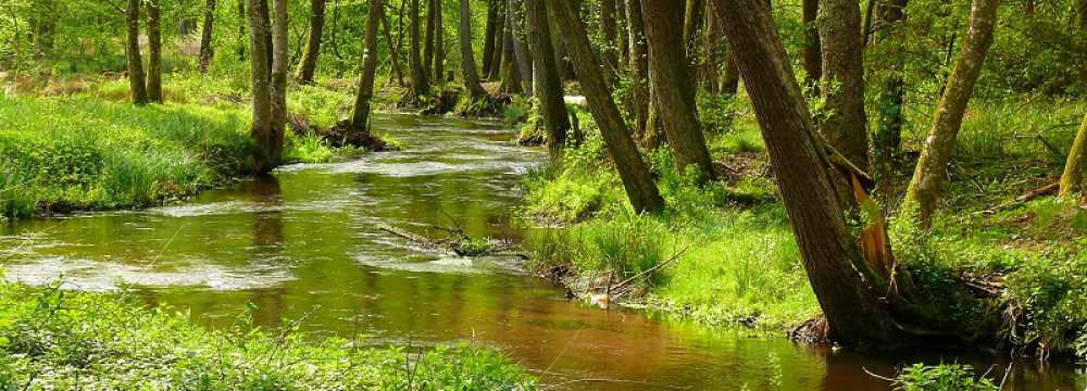Blick zum Maimont in Ludwigswinkel