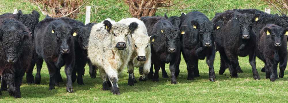 Gasthof Waldeslust in Hamfelde in Holstein