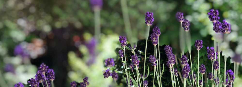 Gasthaus K�chenhof in Odenthal