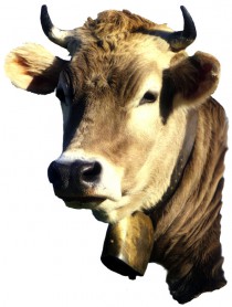 Logo von Hotel  Restaurant Alte Molkerei K�lleda in K�lleda