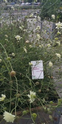 Restaurant Gasthof Zur Linde in 