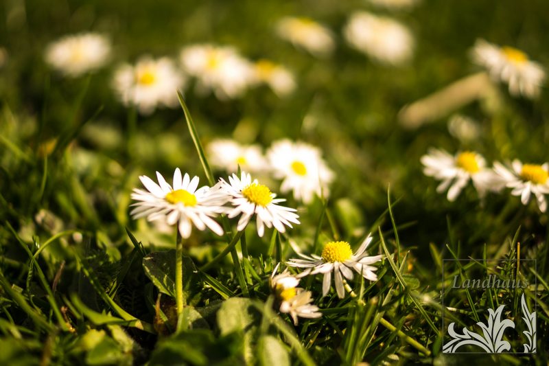 Ratscher Weinfrühling