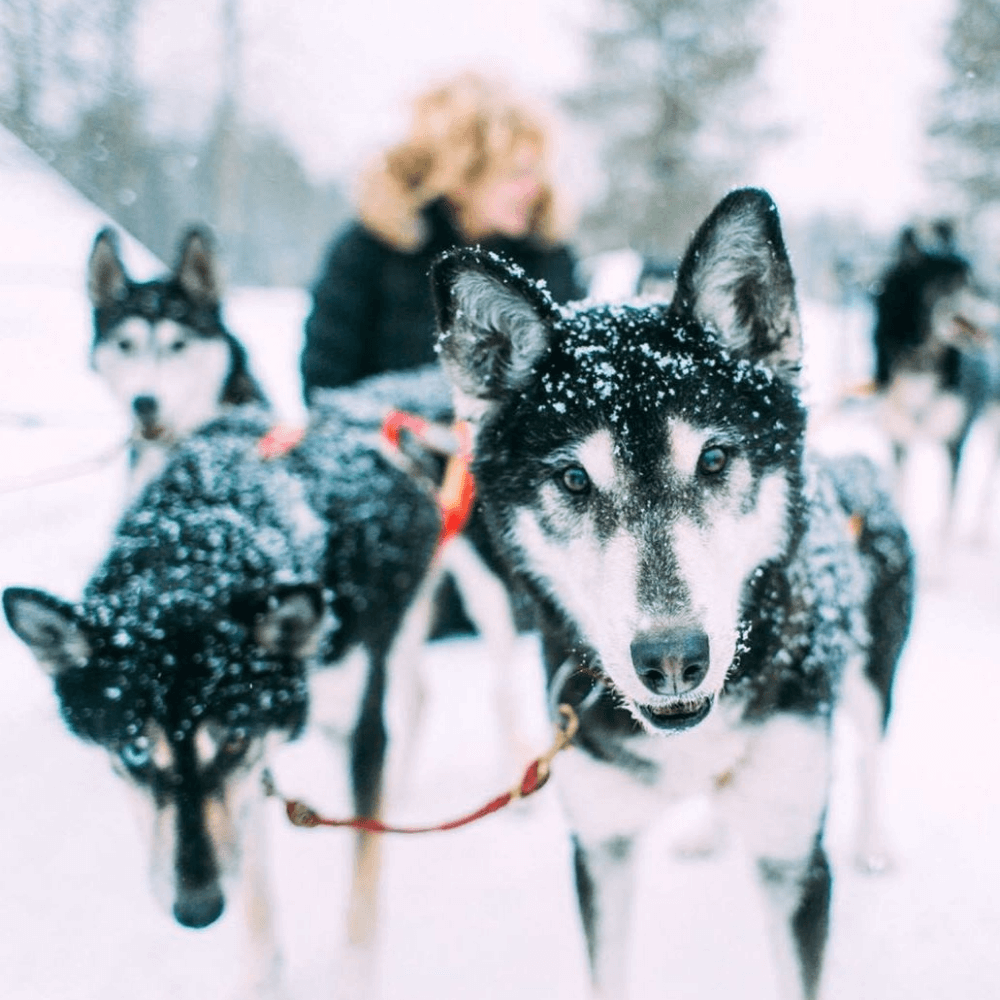 EM 2021: Internationales Schlitten-Hunderennen in Klaistow