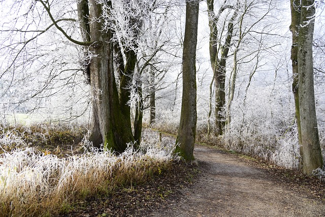 Winterlauf durch den Sachsenwald