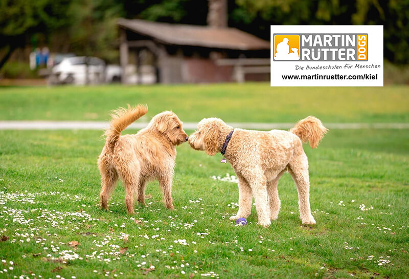 Der tut nix – Hundebegegnungen richtig einschätzen! mit Marc Eichstedt, Teil 2