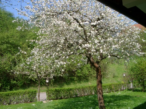Gasthof Jöbstel in Waischenfeld, Foto 3