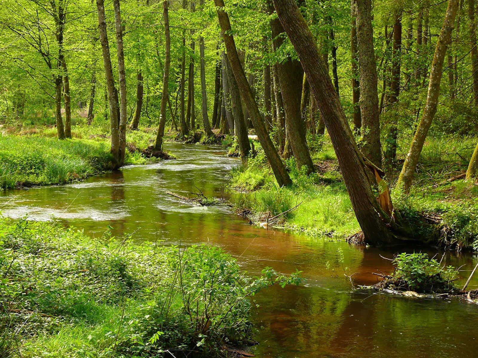 Blick zum Maimont in Ludwigswinkel, Foto 3