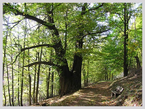 Zum goldenen Lamm in Ramberg, Foto 3