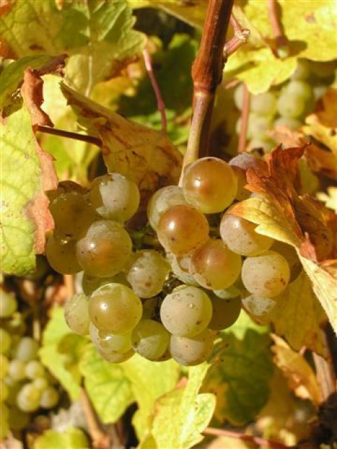 Weingut Martin Conrad - Brauneberger Hof in Brauneberg, Foto 2