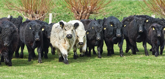 Gasthof Waldeslust in Hamfelde in Holstein