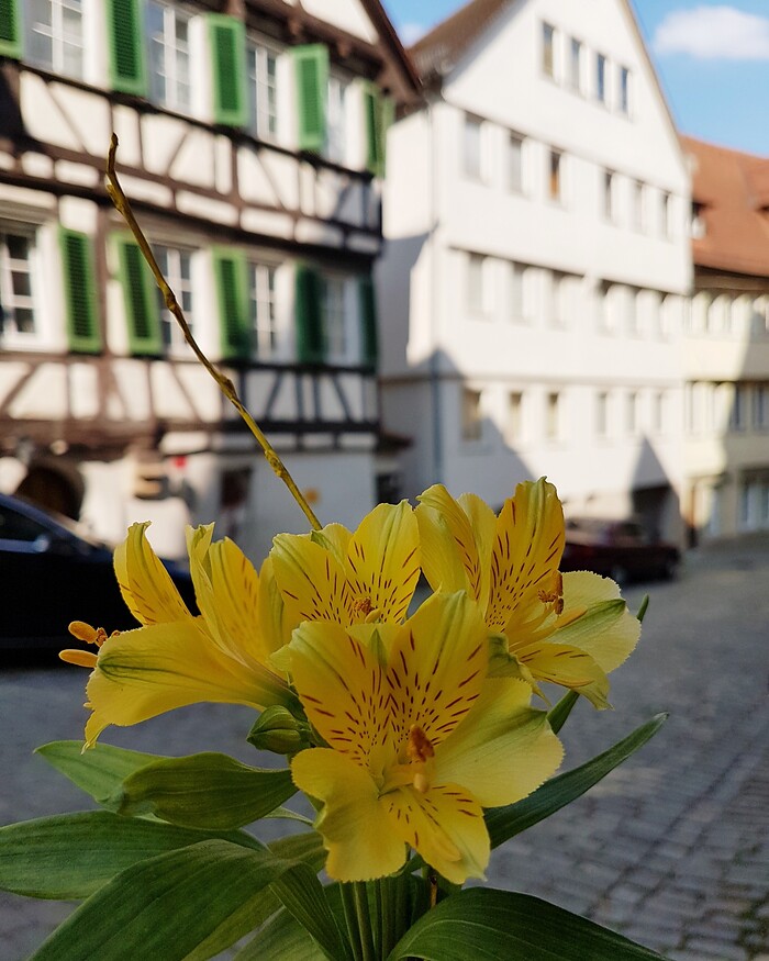 Frau Hopf im Schloßcafé in Tübingen, Foto 33